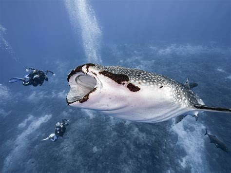 Whale Shark