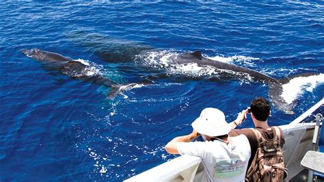 Maui Whale Watching Tour from Lahaina