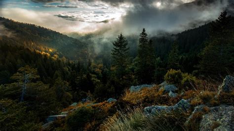 Areal graphy Of Forest Covered With Mist Under Cloudy Sky During ...