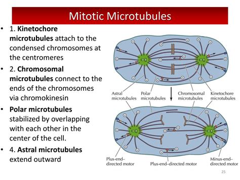 PPT - CYTOSKELETON (II) Intermediate filaments and microtubules ...