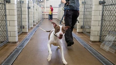 Animal Humane Society reopens adoption centers after canine flu ...