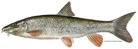 Barbel - Farnham Angling Society