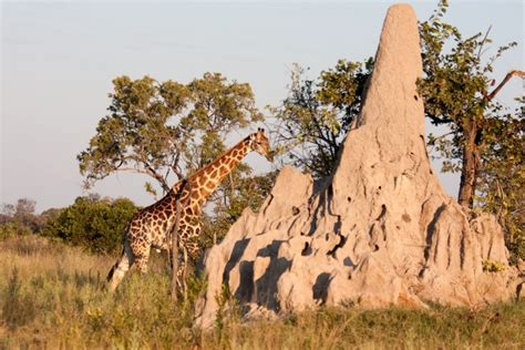 Mound building termites crowned top engineers of the natural world ...