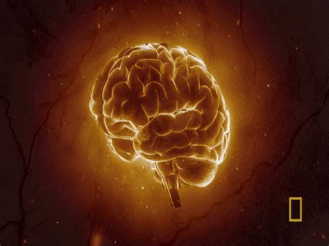 Human Brain Animation GIF