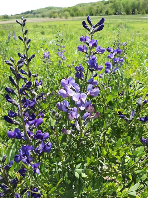 Blue Wild Indigo (Baptisia australis) | Heartland Seed of Missouri, LLC