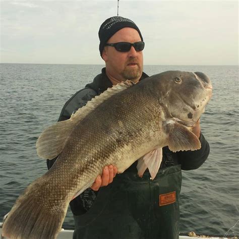 Pending World Record Tautog - On The Water