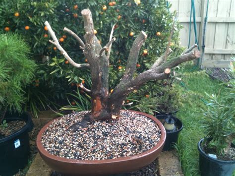 Collected Pieris 1 – an almost unused species - Jarrods Bonsai Blog