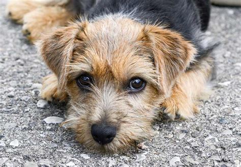 Norfolk Terrier Puppies For Sale - AKC PuppyFinder