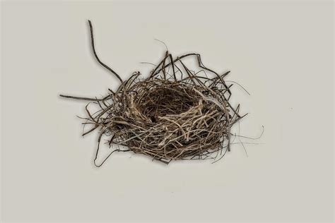 Purple Finch Nest Photograph by Robert Hayes - Fine Art America