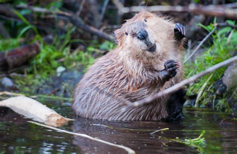 The Facts About Beavers | Pee Dee Wildlife Control Florence SC.