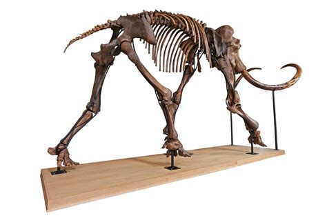 The most important and complete mammoth skeleton for sale on Luxify