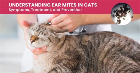 How To Treat Cats For Ear Mites