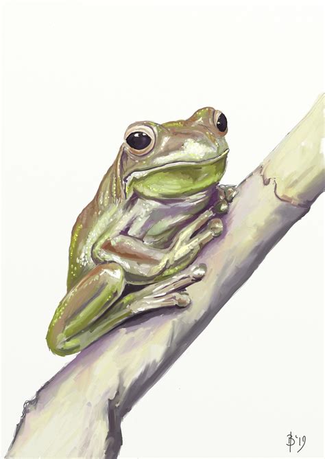 Green Tree-frog – Fine Art Print – Brendan Blanchard Wildlife Artist