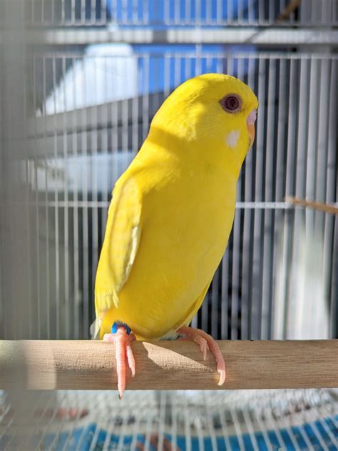 Confirm Lutino budgie Gender please? Thank you! : r/budgies