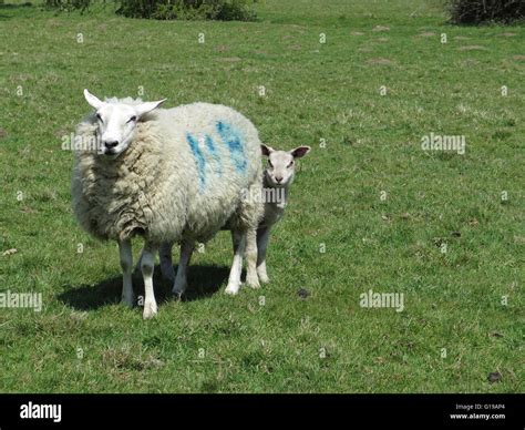 sheep farming suffolk Stock Photo - Alamy