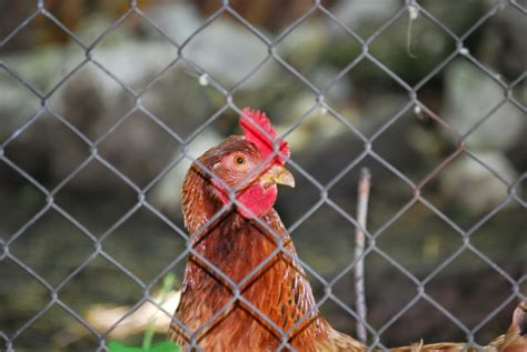 Dealing With Chicken Poop: Tips for Collection and Soil Enrichment ...