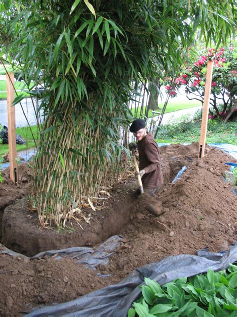 What You Need to Consider When Planting Bamboo - Root Barriers | Showit ...