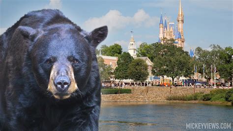 BREAKING: Bear Found Inside Disney's Magic Kingdom — Lands Closed