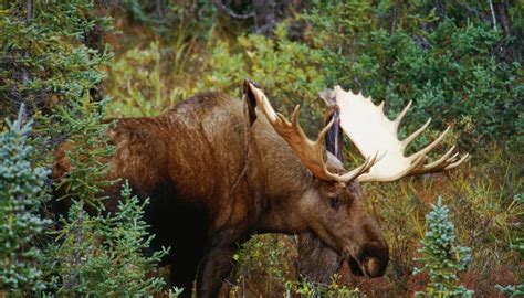 Plants & Animals in Deciduous Forests | Sciencing