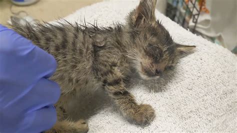 Very sick and tiny kitten starts feeling better after rescue ♥️ - YouTube