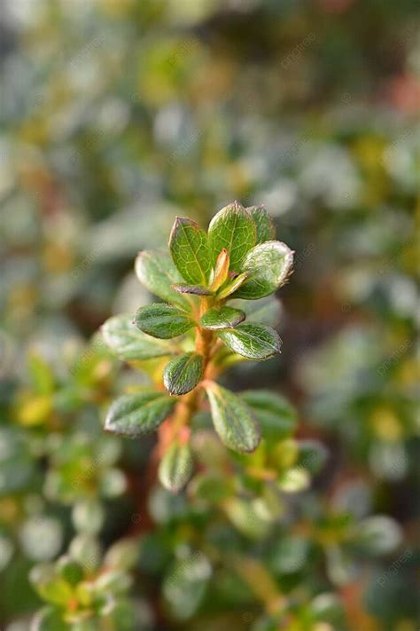 Japanese Azalea Evergreen Nature Leaf Photo Background And Picture For ...