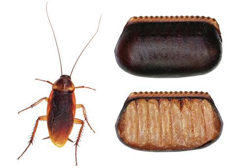 Guide to Cockroach Eggs: Size, Appearance, & Frequency | EcoGuard