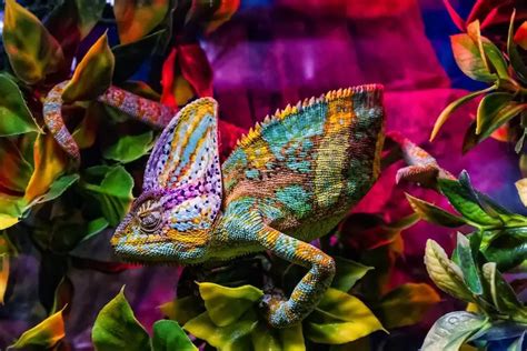 17 Best Pet Chameleons: Types of Chameleon Species - Everything Reptiles