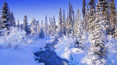 Snowy Forest Backgrounds