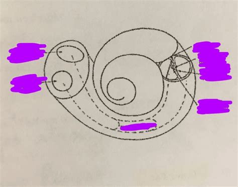 Anatomy of bony labyrinth Quiz