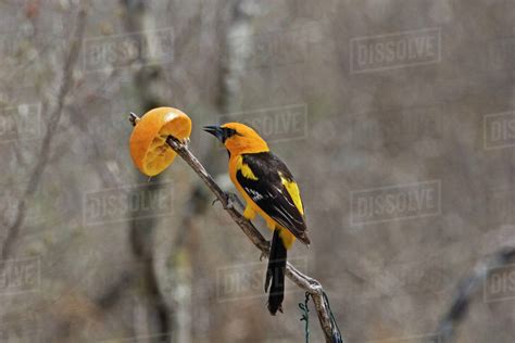 An Altamira Oriole, Icterus gularis, feeding on an orange - Stock Photo ...