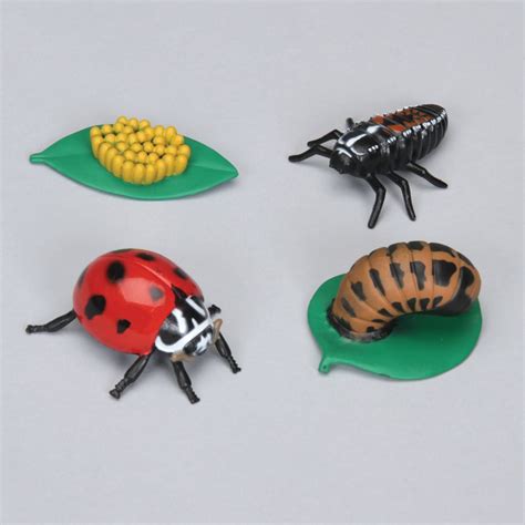 Ladybug Life Cycle Stages Set | Carolina.com