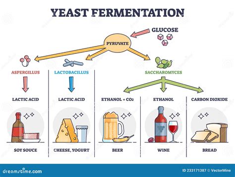 Yeast Fermentation Diagram