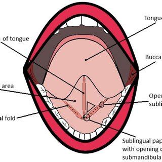 The sublingual cavity and floor of the mouth. F: lingual frenulum SF ...