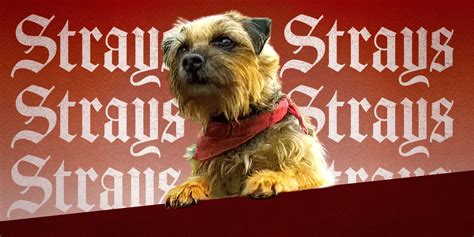 'Strays' Featurette Shows Off Will Ferrell and the All-Star Voice Cast ...