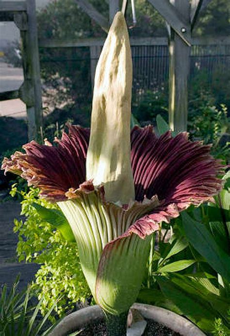 Hold your nose: Corpse flower to bloom at butterfly center