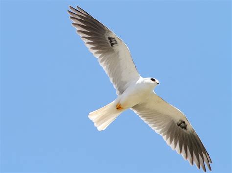 Ecobirder: White-tailed Kite