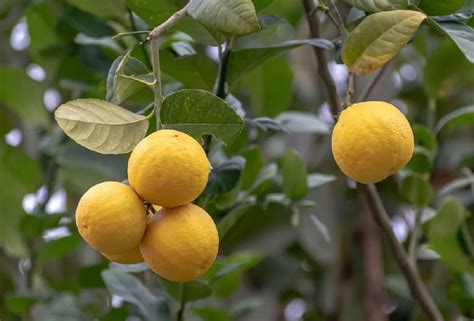 Yuzu Tree for Sale - Buying & Growing Guide - Trees.com