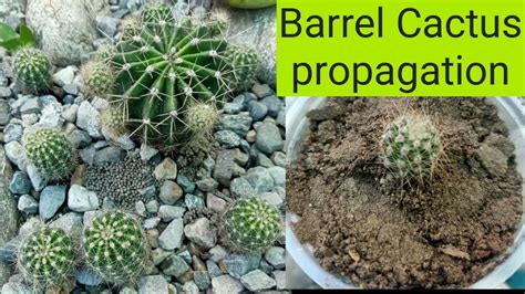 How To Propagate Barrel Cactus||#Cactus(Golden Barrel Cactus) Home ...