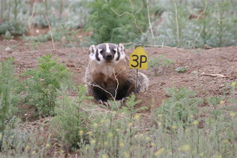 The Prey Animal — The Prairie Dog Project