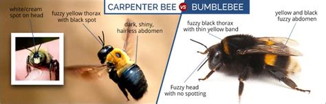 What Do Carpenter Bees Look Like | Carpenter Bee Identification Guide ...