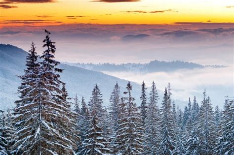 Premium Photo | Winter forest clouds landscape aerial view trees ...