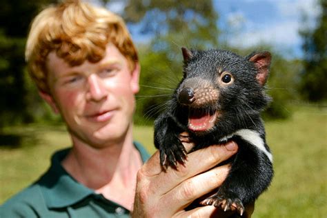 Tasmanian Devil Conservation Park Review - Australian Traveller