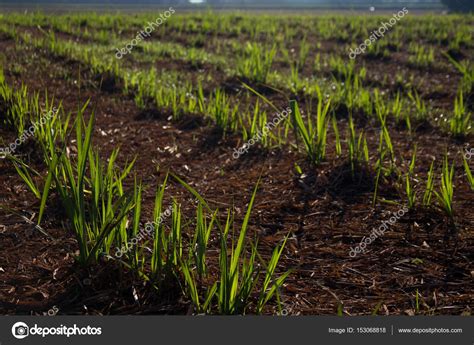 Sugar cane plantation ⬇ Stock Photo, Image by © danilosaltarelli #153068818