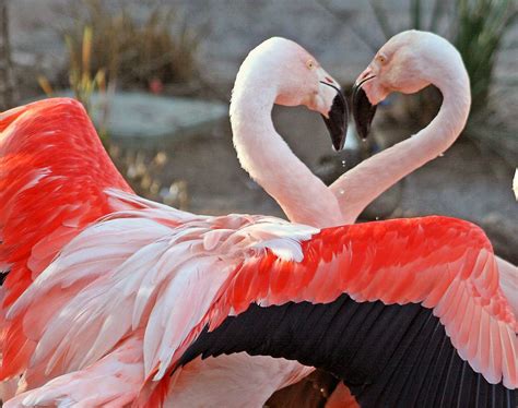 best royalty free images - pink flamingos in love, animal picture by ...