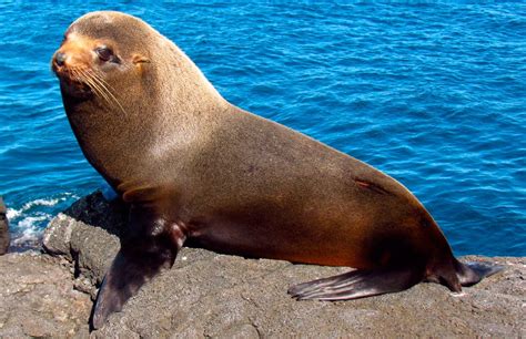 Comportamiento de la foca de los Galápagos :: Imágenes y fotos