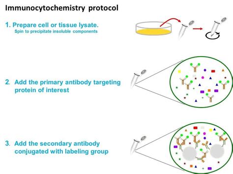 Immunocytochemistry protocol - Creative BioMart