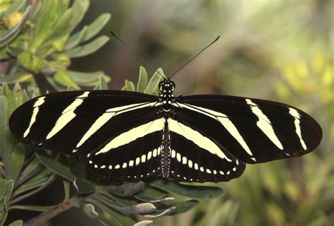 Zebra Longwing Butterfly Life Cycle