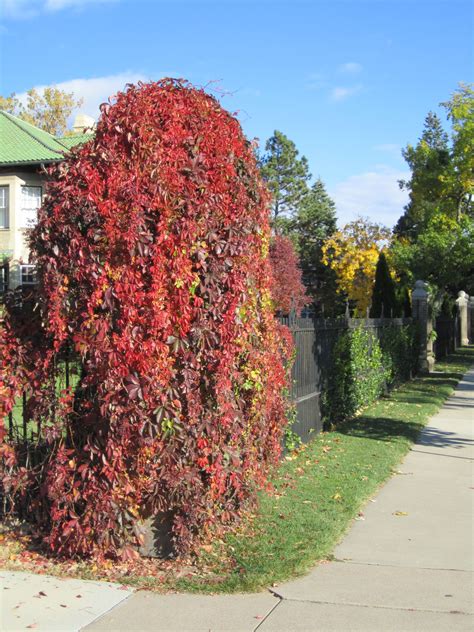 Virginia Creeper. Grows like crazy and can take over if it is not ...