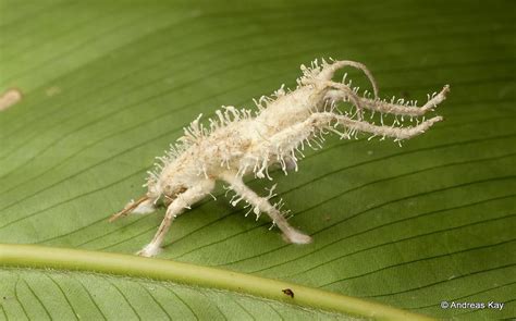 Pin on Grasshoppers of Ecuador