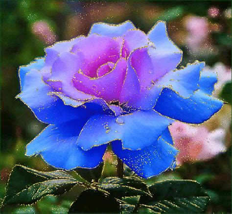 a purple and blue rose with water droplets on it's petals in the foreground